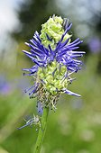 Galle on  Blue-Spiked Rampion flower - Alps France ; Prairie Super Morzine, 1,760 m