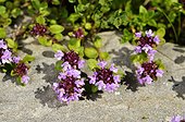 Wild thyme  flowers - Alps France ; Prairie Super Morzine, 1,760 m