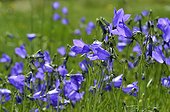 Harebell flowers - Alps France ; Prairie Super Morzine, 1,760 m
