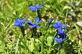 Spring gentian flowers - Alps France ; Prairie Super Morzine, 1,760 m
