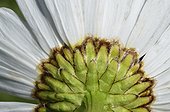 Bracts Ox-eye daisy - Alpes France  ; Prairie Super Morzine, 1,760 m