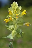 Greater Yellow-rattle flowers - Alpes France  ; Prairie Super Morzine, 1,760 m