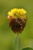 Brown Moor Clover flowers - Alpes France  ; Prairie Super Morzine, 1,760 m