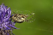 Oak spider female on flower - Alpes France  ; Prairie Super Morzine, 1,760 m