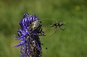 Oak spider female on flower - Alpes France  ; Prairie Super Morzine, 1,760 m