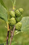 Grey Alder fruits - Alpes France  ; Prairie Super Morzine, 1,760 m