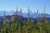Rosebay Willowherb flowers and Mont Blanc - Alps France ; Mont Chery, 1550 m 