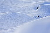 Female ptarmigan in the snow - Alps Valais Switzerland 