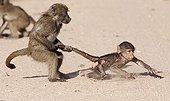 Young Chacma baboons playing- Kruger RSA