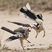 Southern Yellow-billed Hornbill fighting - Kruger 