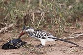 Southern Yellow-billed Hornbill and dead bird - Kruger 