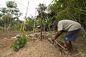 Kanak man mulching of Yams - New Caledonia 