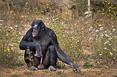 Bonobo male sitting erect - Monkey Valley France 