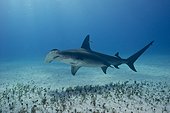 Great Hammerhead Shark on sandy bottom - Bahamas Caribbean