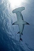 Great Hammerhead Shark under the surface - Bahamas Caribbean