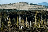 Basalt and dead trees - Mc Kenzy Pass Oregon USA ; Three Sisters Wilderness<br>Dead trees at the bottom are the victims of bark beetles ravaging thousands of acres of pristine forests in the USA and Canada