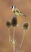 Goldfich feeding on a teasel in winter - GB
