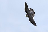 Peregrine Falcon in flight in autumn - GB