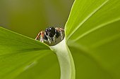 Jumping Spider (Philaeus chrysops) male. Common species of salticid of Mediterranean region, Corfu, Greece