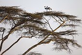 Grey-Crowned Cranes in a tree  - Lewa Downs Kenya 