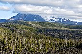 Basalt and dead trees - Mc Kenzy Pass Oregon  ; Three Sisters WildernessDead trees at the bottom are the victims of bark beetles ravaging thousands of acres of pristine forests in the USA and Canada 