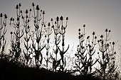 Teasels against the light in a wasteland 
