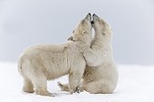 Ours polaires jouant sur la banquise - Ile Barter Alaska