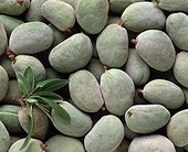 Harvest of almonds