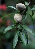 Almond tree in fruit