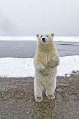 Polar bear at the water's edge - Barter Island Alaska  ; yearling