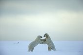 Polar bears playing on snow - Barter Island Alaska  ; subadults