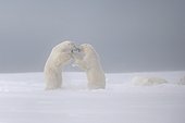 Polar bears playing on snow - Barter Island Alaska  ; subadults