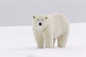 Ours polaire dans la neige - Ile Barter Alaska ; Jeune de l'année
