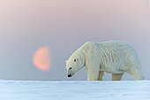 Ours polaire au clair de lune - Ile Barter Alaska