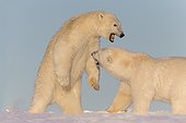 Polar Bears playing in the snow - Barter Island Alaska ; subadults