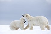 Ours polaire jouant dans la neige - Ile Barter Alaska ; subadultes