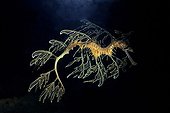 Leafy sea dragon - Australia