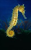 Barbour's  Seahorse - Philippines 
