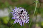 Small scabious in bloom - France