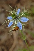 Beetle on Devil in the bush flower - France