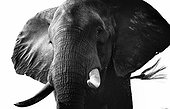 Portrait of African Elephant - Botswana Chobe River 