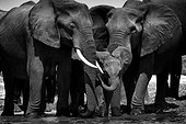 African elephants crossing the Chobe River - Botswana