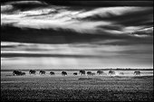 African Elephant walking in the Etosha Pan - Namibia