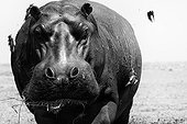 Portrait of Hippo and Red-billed Oxpecker 