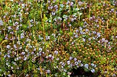 Mosses and seedlings in the boreal forest - Québec Canada