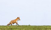 Red Fox walking on the top of a hill in autumn - GB