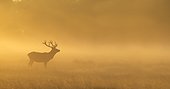 Red Deer in a clearing at sunrise in autumn - GB