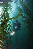 Scuba Diver and Kelp Bass in Kelp forest - Mexico ; San Benito Island 