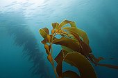 Kelp forest Giant Kelp - San Benito Island Mexico ; San Benito Island 