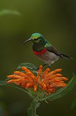 Double collared sunbird on flower - 	South Africa